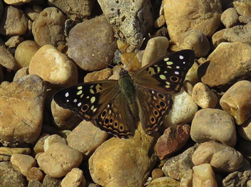 Hackberry Emperor